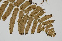 桫欏鱗毛蕨藏品圖，第3張