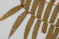 桫欏鱗毛蕨藏品圖，第4張