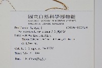 大葉鳳尾蕨藏品圖，第2張