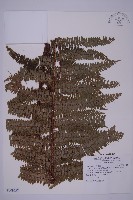 頂囊肋毛蕨藏品圖，第1張