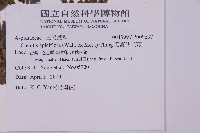 頂囊肋毛蕨藏品圖，第2張