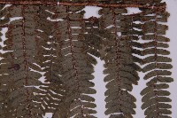 頂囊肋毛蕨藏品圖，第3張