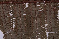 頂囊肋毛蕨藏品圖，第4張