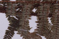 頂囊肋毛蕨藏品圖，第5張