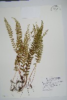 陵齒蕨、鱗始蕨藏品圖，第1張