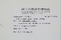 陵齒蕨、鱗始蕨藏品圖，第2張