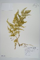 全緣卷柏藏品圖，第1張