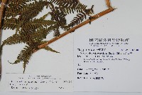 粗毛金星蕨藏品圖，第2張