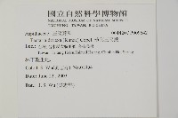 薄葉三叉蕨藏品圖，第2張