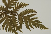 薄葉三叉蕨藏品圖，第3張