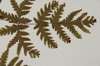 薄葉三叉蕨藏品圖，第4張