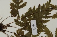 薄葉三叉蕨藏品圖，第5張