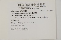 鞭葉鐵線蕨藏品圖，第2張