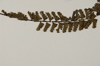 鞭葉鐵線蕨藏品圖，第3張