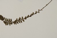 鞭葉鐵線蕨藏品圖，第5張