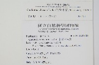 細葉碎米蕨藏品圖，第2張