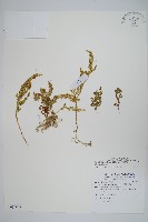 異葉卷柏藏品圖，第1張