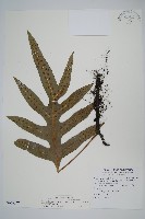 海岸星蕨藏品圖，第1張