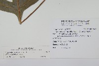 海岸星蕨藏品圖，第2張