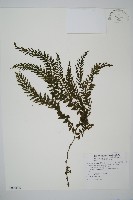 瓶蕨藏品圖，第1張