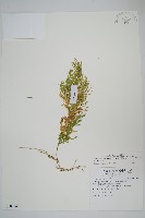 密葉卷柏藏品圖，第1張