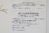 密葉卷柏藏品圖，第2張