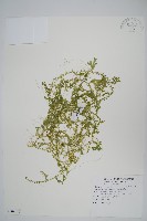 疏葉卷柏藏品圖，第1張