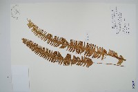 腎蕨藏品圖，第1張