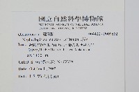 腎蕨藏品圖，第2張