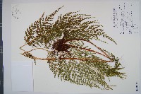 闊片烏蕨藏品圖，第1張