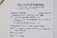 闊片烏蕨藏品圖，第2張