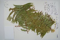 毛葉腎蕨藏品圖，第1張