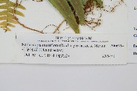 毛葉腎蕨藏品圖，第2張