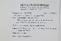 星蕨藏品圖，第2張