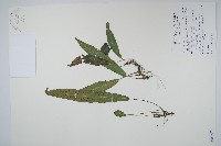 單葉雙蓋蕨藏品圖，第1張