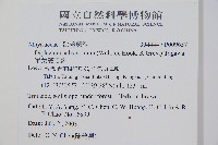 單葉雙蓋蕨藏品圖，第2張