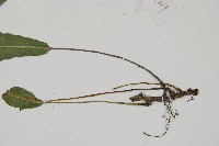 單葉雙蓋蕨藏品圖，第3張