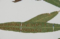 單葉雙蓋蕨藏品圖，第4張