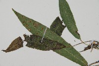 單葉雙蓋蕨藏品圖，第5張