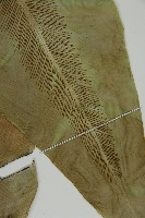 南洋山蘇花藏品圖，第6張