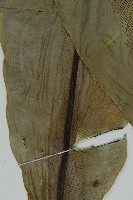 南洋山蘇花藏品圖，第7張