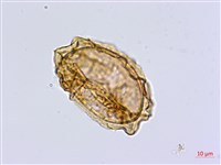 南洋山蘇花藏品圖，第3張