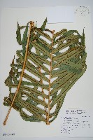 烏毛蕨藏品圖，第1張