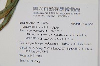 烏毛蕨藏品圖，第2張