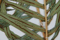 烏毛蕨藏品圖，第3張