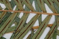 烏毛蕨藏品圖，第4張