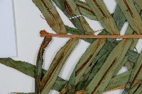 烏毛蕨藏品圖，第5張