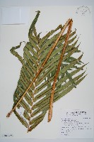 烏毛蕨藏品圖，第6張