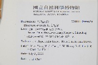 烏毛蕨藏品圖，第7張