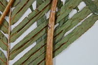 烏毛蕨藏品圖，第8張